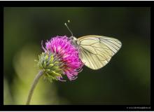 Papillon