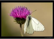 Papillon