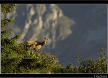 Chamois