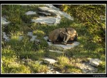 Chamois