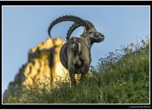 Bouquetin