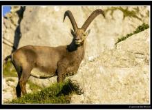 Bouquetin