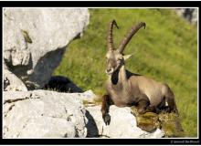 Bouquetin