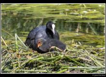 Foulque macroule