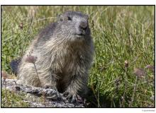 Marmotte