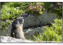Marmotte