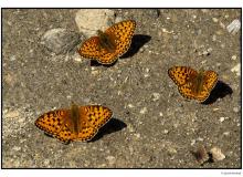Papillon
