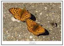 Papillon