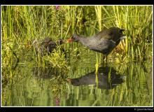 Poule d'eau
