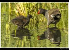 Poule d'eau