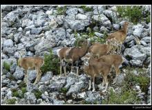 Mouflon