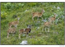 Mouflon