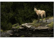 Chamois