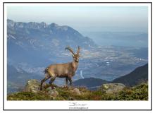 Bouquetin
