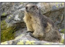 Marmotte