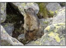 Marmotte