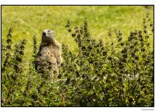 Marmotte