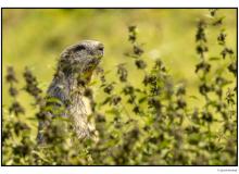 Marmotte