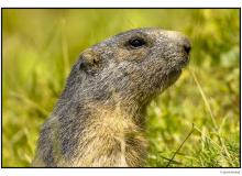 Marmotte