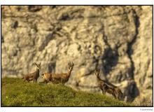 Chamois