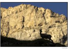 Chamois