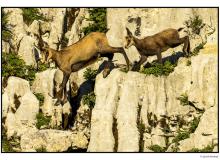 Chamois