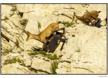 Chamois