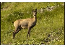 Chamois
