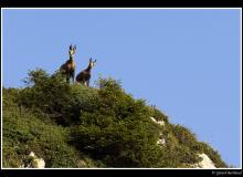 Chamois