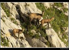 Chamois