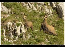 Chamois