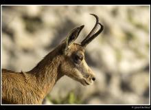 Chamois