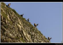 Chamois