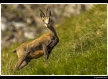 Chamois