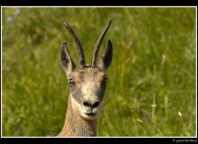 Chamois