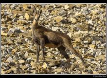 Chamois