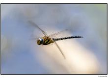 Libellule