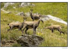 Chamois