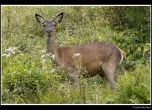 Cerf et biche dans la periode du brame.