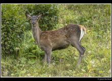 Cerf et biche dans la periode du brame.