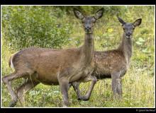 Cerf et biche dans la periode du brame.