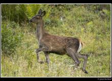 Cerf et biche dans la periode du brame.