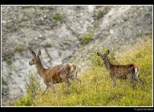 Cerf et biche dans la periode du brame.