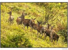 Cerf et biche dans la periode du brame.