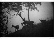Cerf et biche dans la periode du brame.