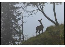 Cerf et biche dans la periode du brame.