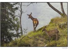 Cerf et biche dans la periode du brame.