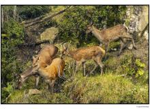 Cerf et biche dans la periode du brame.
