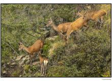 Cerf et biche dans la periode du brame.