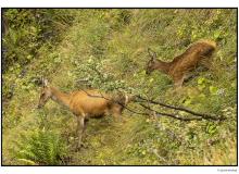 Cerf et biche dans la periode du brame.